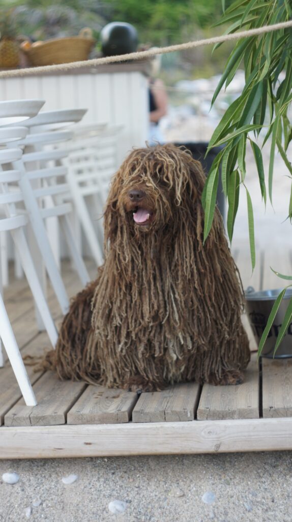 Unnormal Dog